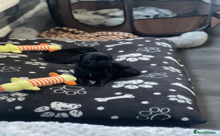 Frug dogs 5 pug puppies  - Advert 2