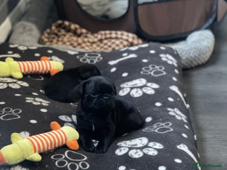 Frug dogs 5 pug puppies - Advert 11