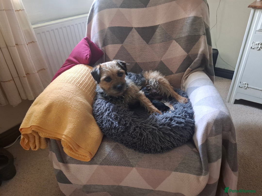 Border Terrier dogs for sale: Border Terrier (GIRL) - Image 3