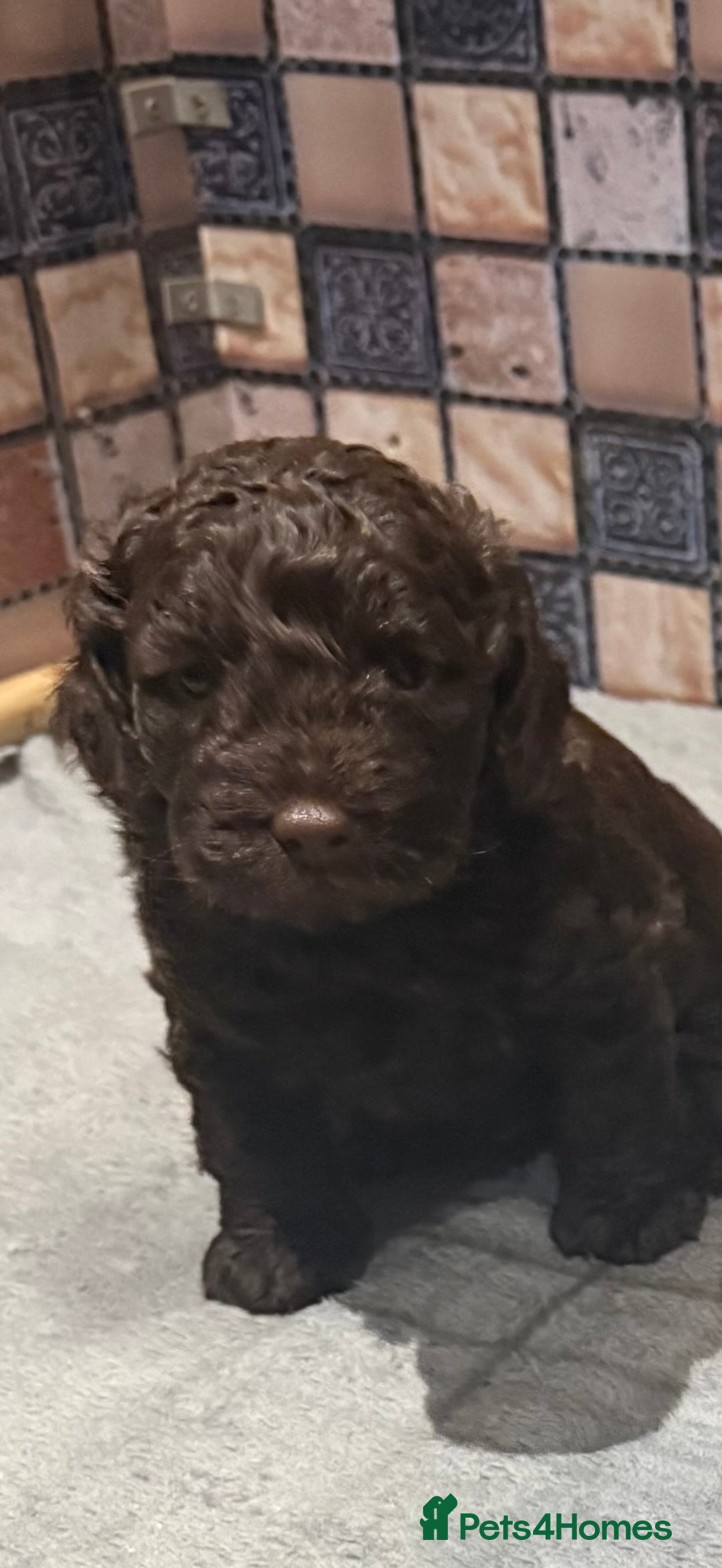 Cockapoo dogs for sale: Cockapoo puppies - Advert 8