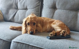 Cocker Spaniel dogs for sale: Our lovely Mina - Image 12