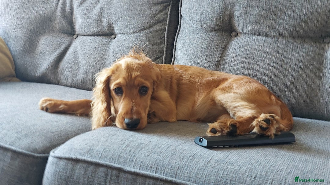 Cocker Spaniel dogs for sale: Our lovely Mina - Image 12