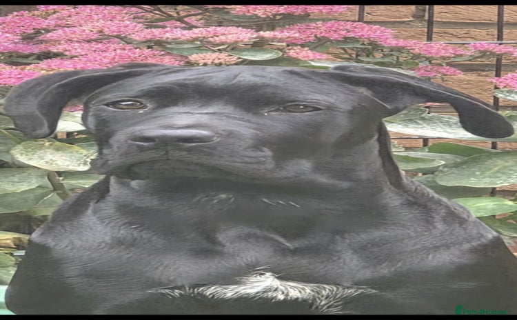 Cane Corso dogs - Advert 2