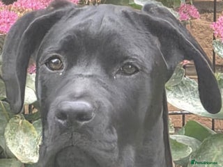 Cane Corso dogs - Advert 10
