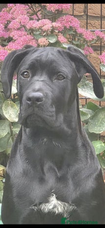 Cane Corso dogs - Advert 12