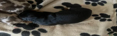 Black & tan girl