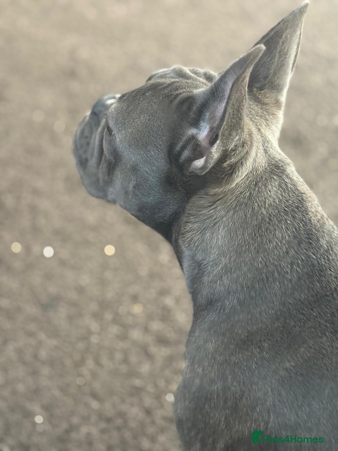 French Bulldog dogs for sale: 7-Month-Old Male French Bulldog for Sale - Image 3
