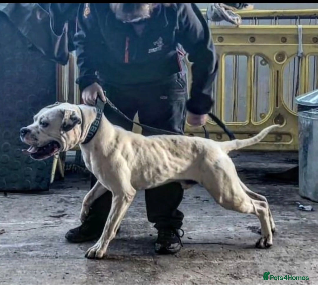 American Bulldog dogs for stud: DARKWATCHDOGS RAZER NKC REG AVAILABLE FOR STUD - Image 4