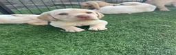 Labrador Retriever dogs for sale: KC Labrador pups, champagne, yellow & black  - Advert 8