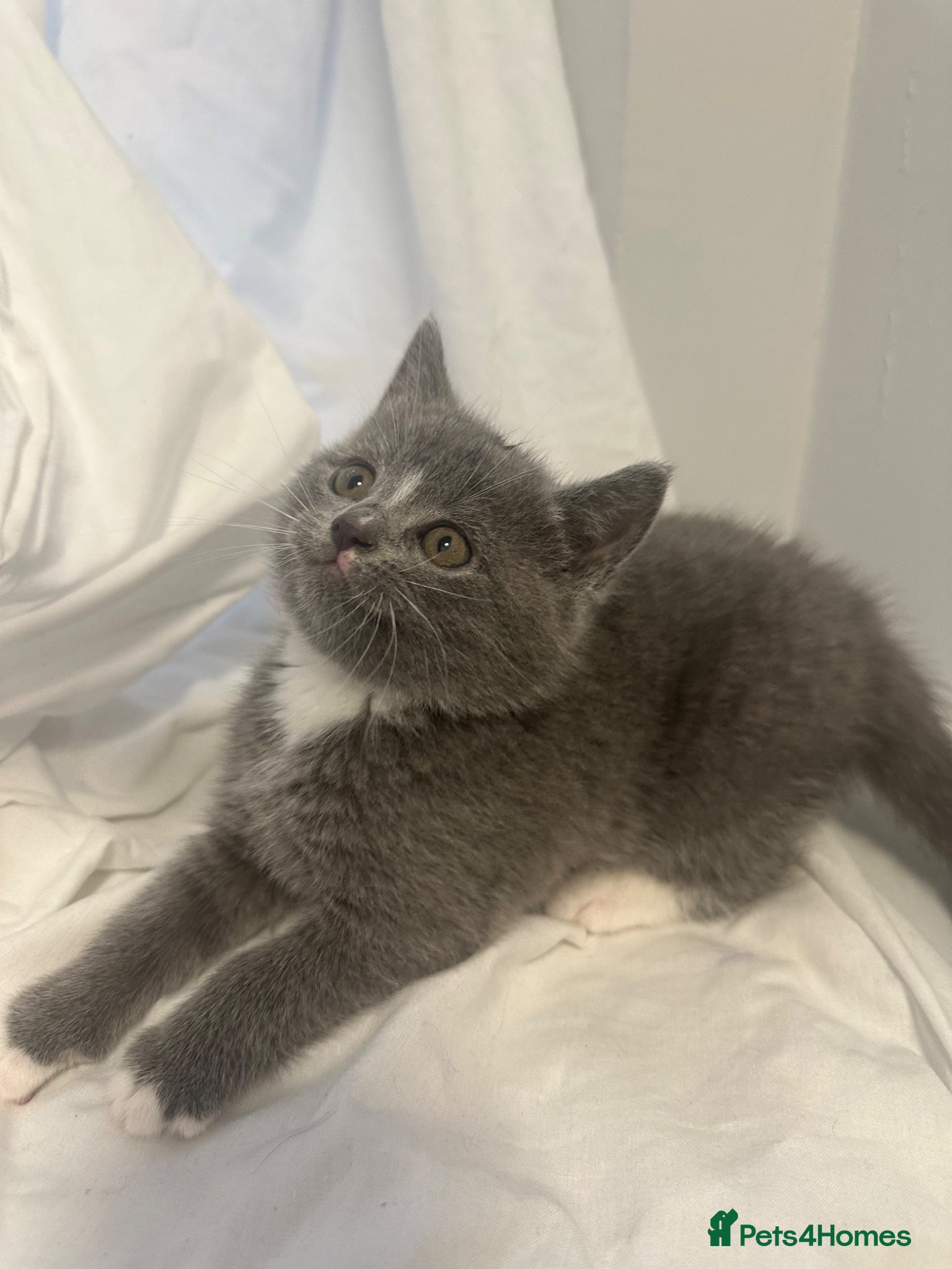 Mixed Breed cats 3 Beautiful kittens  - Advert 10