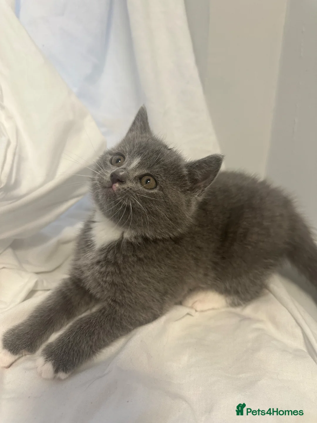Mixed Breed cats for sale: 3 Beautiful kittens  - Advert 2