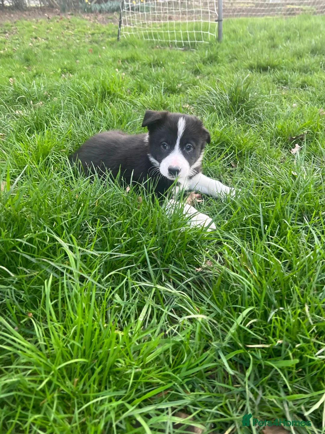 Border Collie dogs for sale: (KC reg pending) Border Collie Puppies For Sale - Advert 10