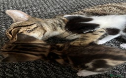 Domestic Shorthair cats for sale: 3 kittens for sale - Image 6