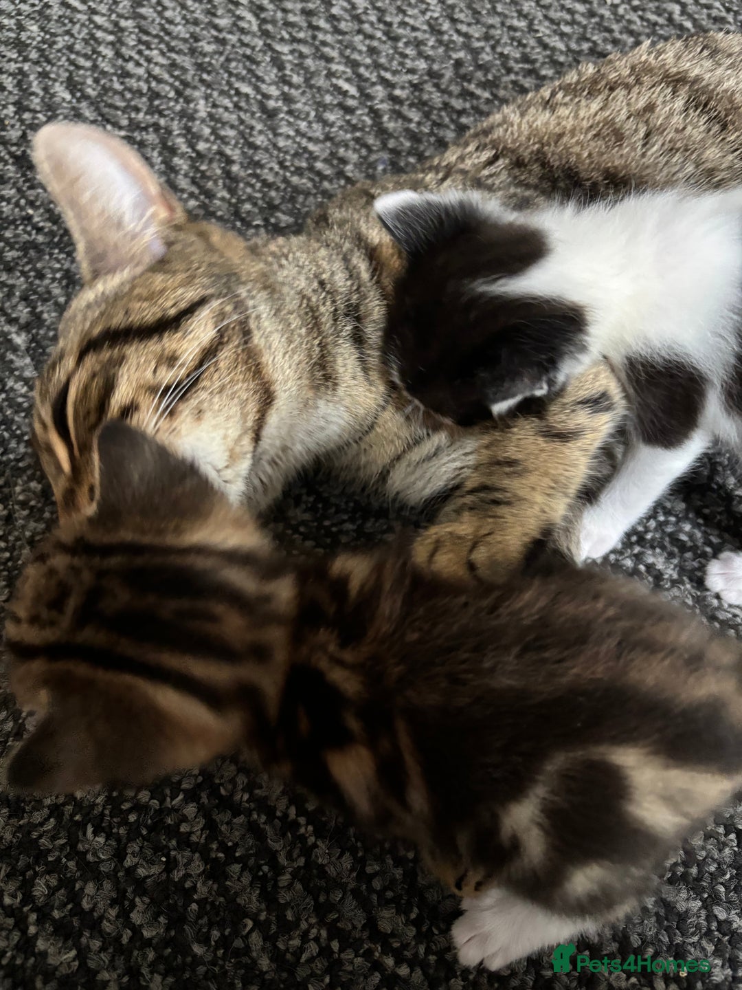 Domestic Shorthair cats for sale: 3 kittens for sale - Image 6