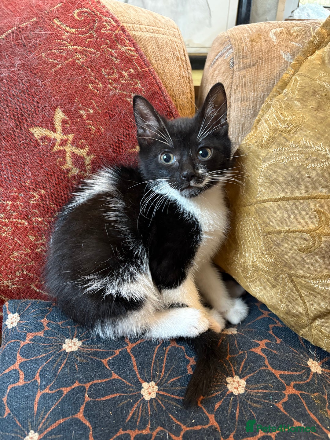 Mixed Breed cats for sale: Beautiful kittens ready for new home - Advert 13