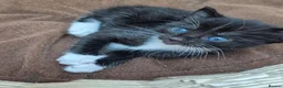 Mixed Breed cats for sale: Beautiful Tame Female Kitten Black White - Advert 7