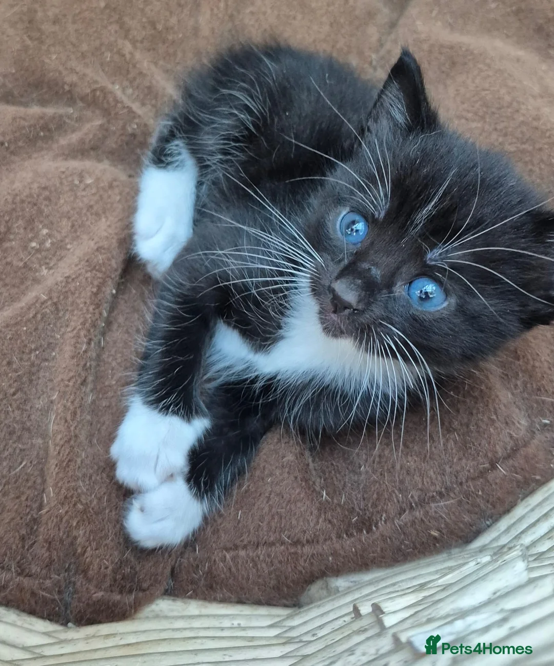 Mixed Breed cats for sale: Beautiful Tame Female Kitten Black White - Advert 7