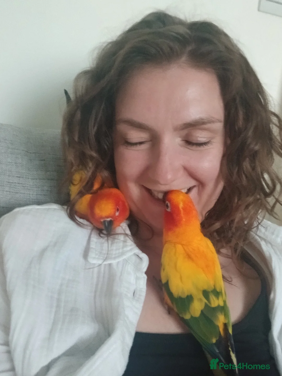 Conures birds for sale: Hand tame Sun conure (male I think) - Advert 3