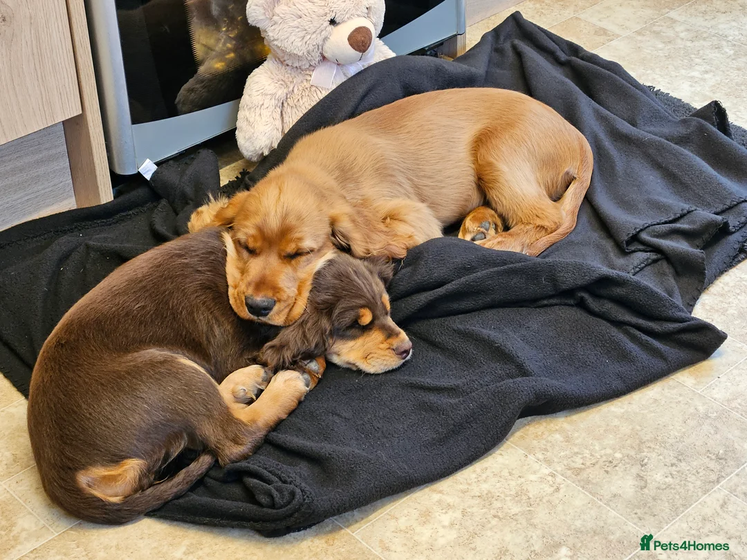 Cocker Spaniel dogs for sale: Beautiful cocker spaniels  - Advert 2