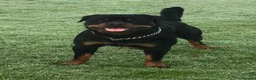 Rottweiler dogs for sale: Milo  - Advert 4