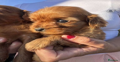 Cavapoo dogs - Advert 2