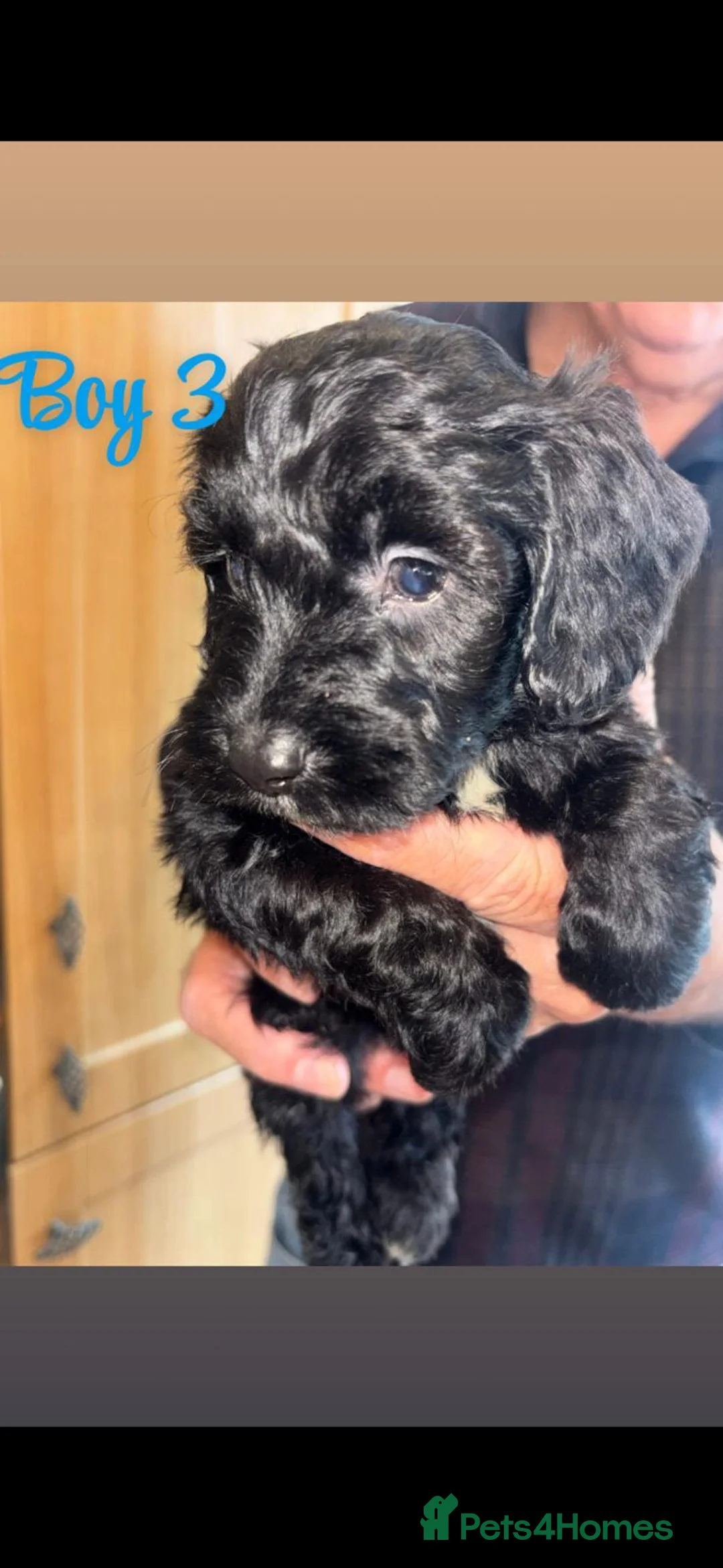 Cockapoo dogs for sale: Cockapoo pups - Advert 18