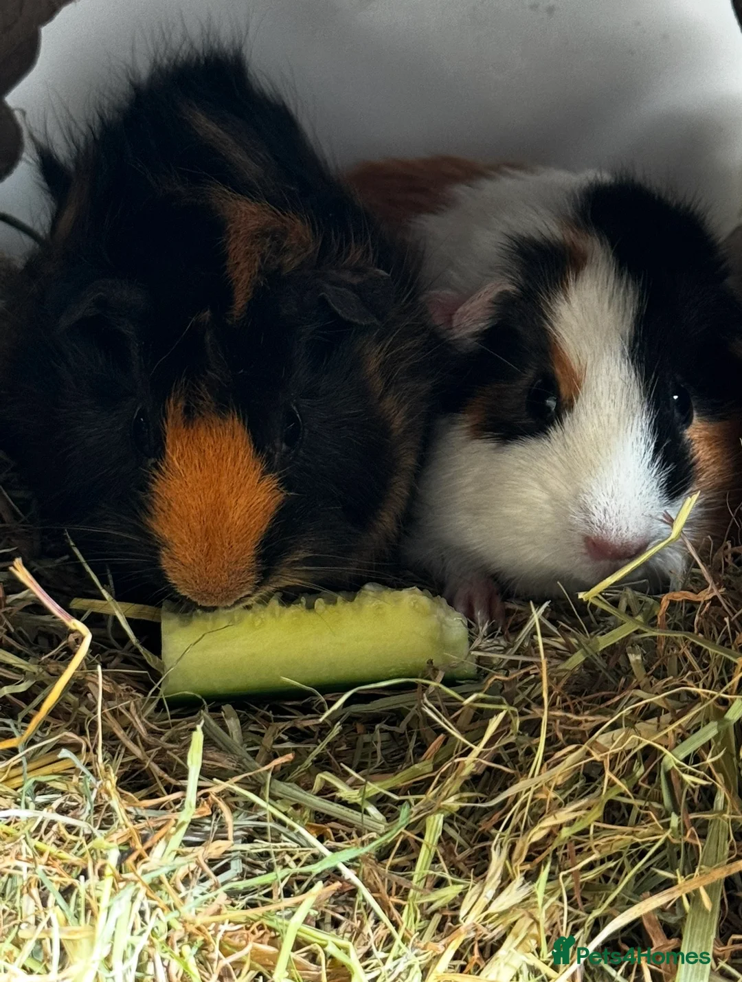 Guinea Pig rodents for sale: 2 x Female Guineapigs    - Advert 1