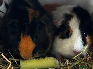Guinea Pig rodents 2 x Female Guineapigs - Advert 12