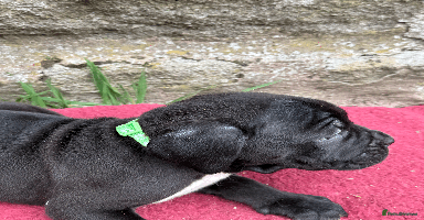 Cane Corso dogs - Advert 4