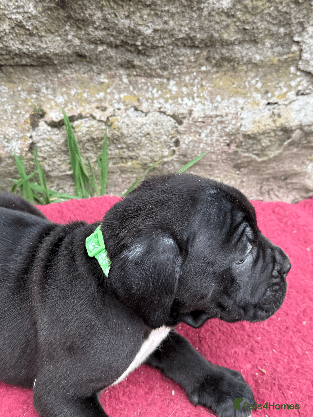 Cane Corso dogs for sale: 9 Beautiful Cane Corso Puppies for sale  - Image 3