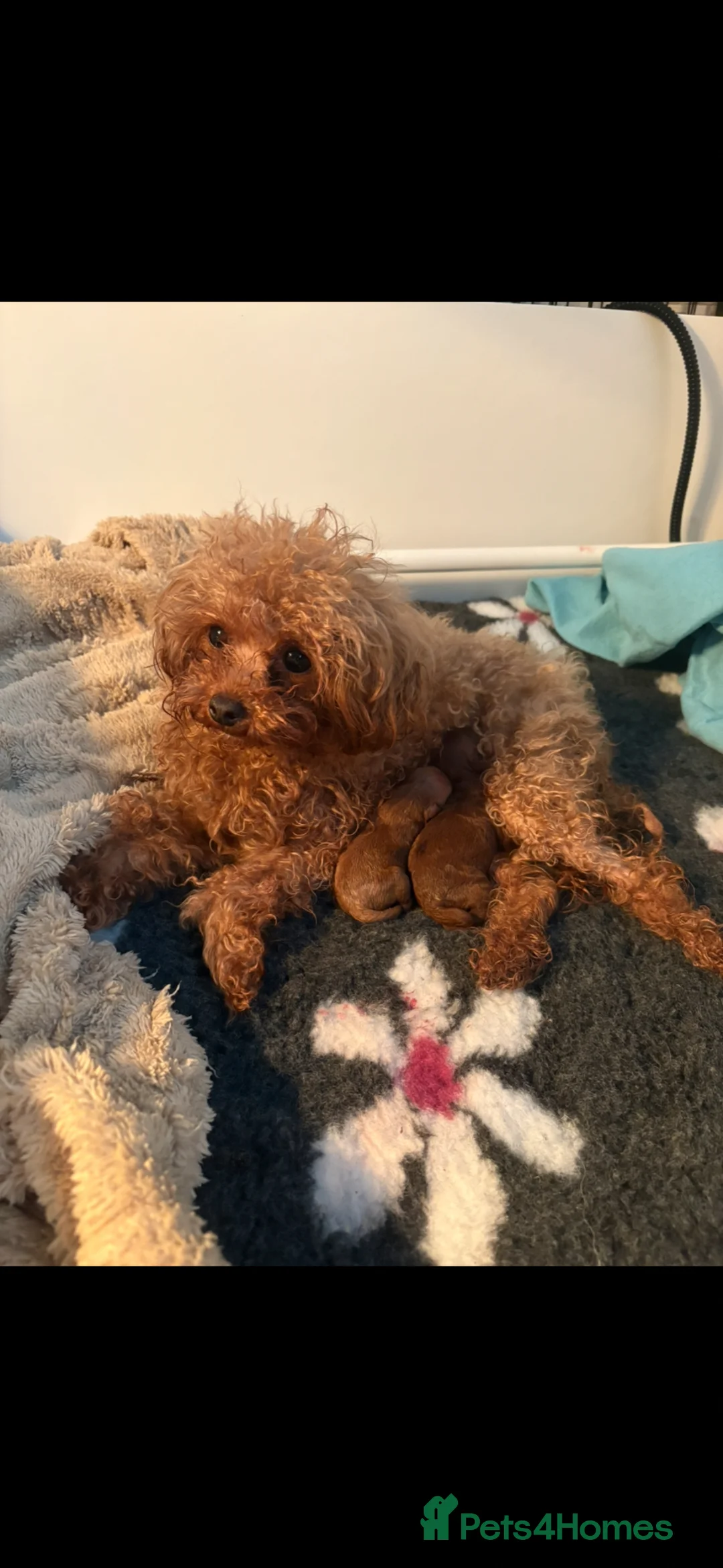 Cavapoo dogs for sale: Stunning exceptionally small fox red boy Cavapoos - Advert 13