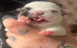 French Bulldog dogs for sale: Red pied female  - Image 10