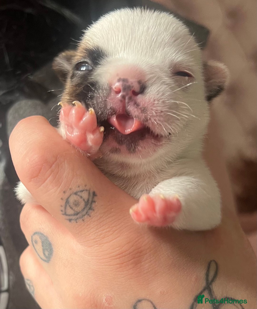 French Bulldog dogs for sale: Red pied female  - Image 10