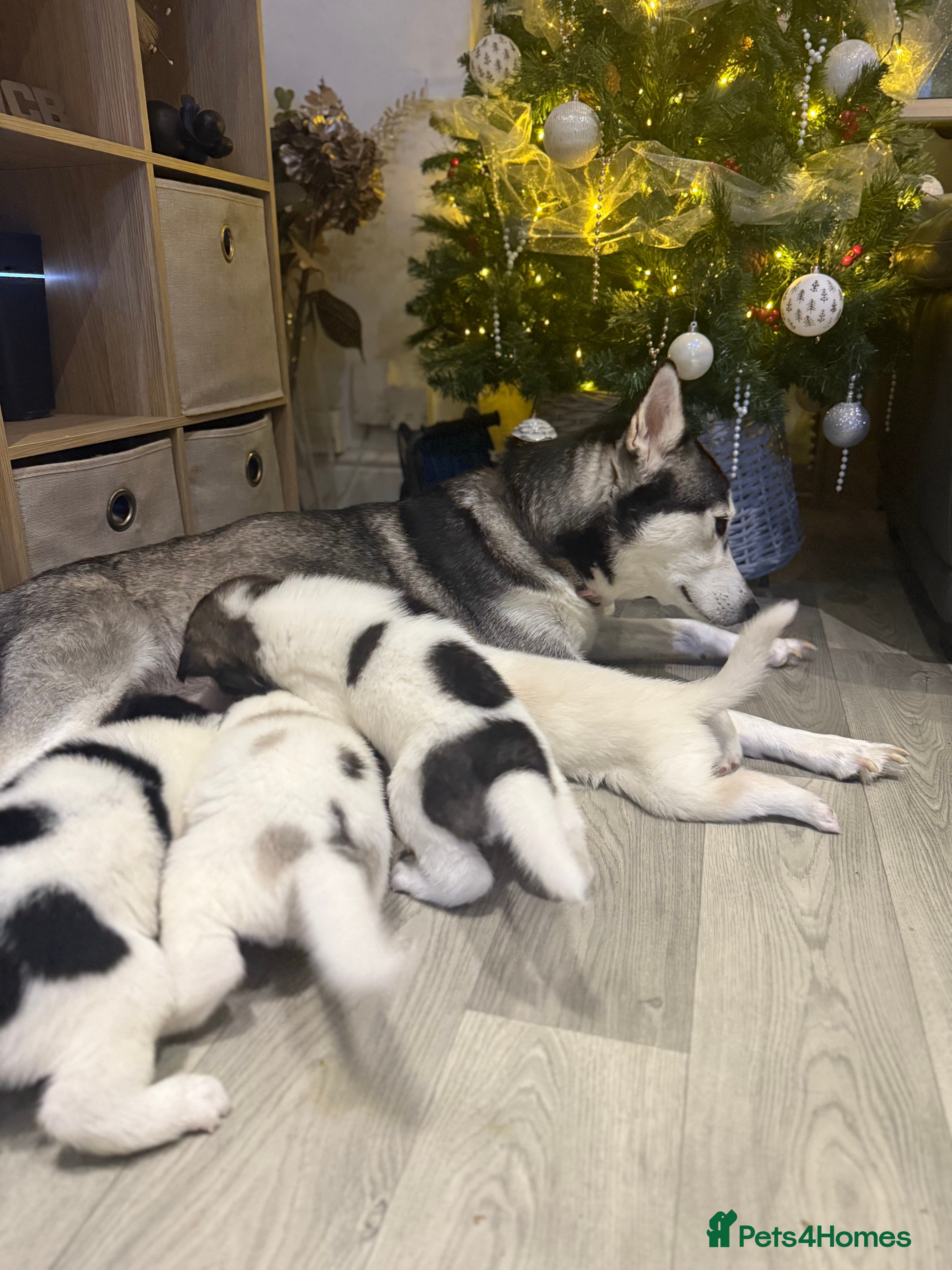 Utonagan dogs Alaskan malamute x husky  - Advert 8