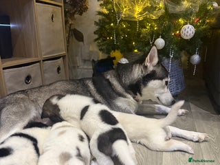 Utonagan dogs Alaskan malamute x husky - Advert 8