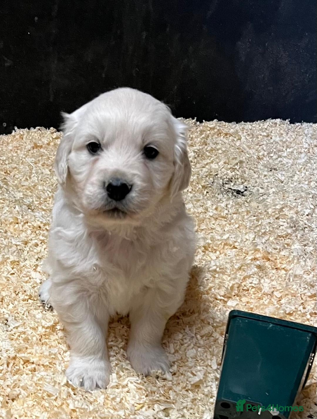 Golden Retriever dogs for sale: Beautiful Golden Retriever Puppies  - Advert 1