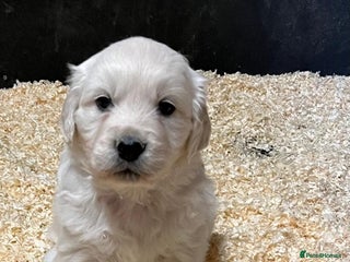 Golden Retriever dogs Beautiful Golden Retriever Puppies - Advert 1