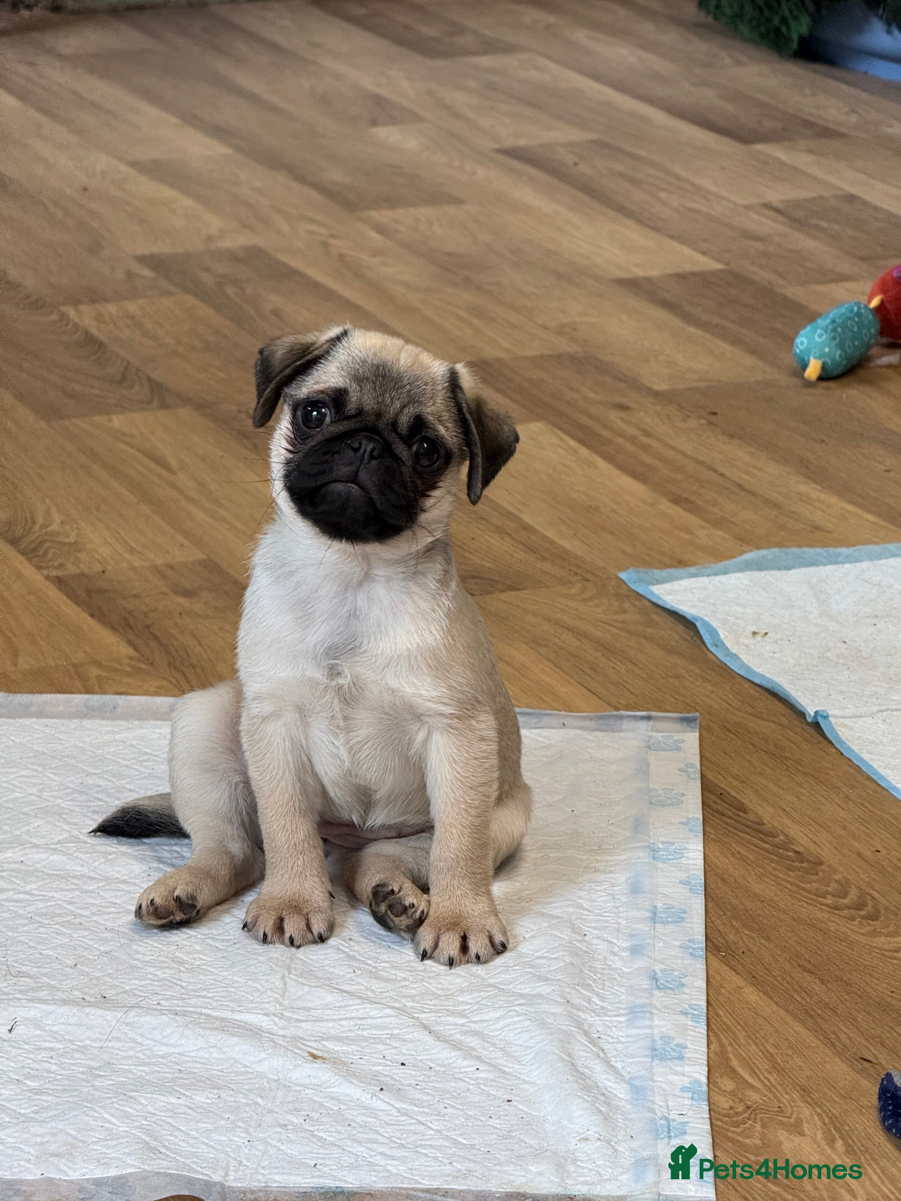 Pug dogs Pug puppies Kc registered  - Advert 6