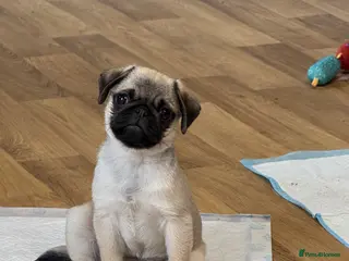 Pug dogs Pug puppies Kc registered - Advert 6