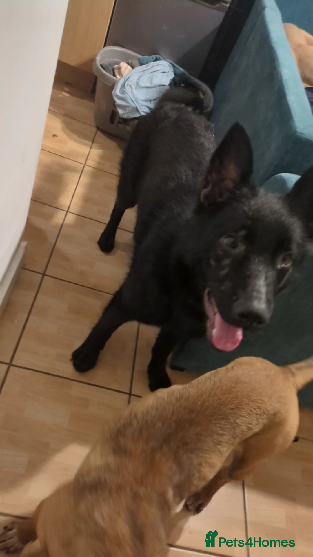 German Shepherd dogs for sale: Female German Shepherd - Advert 2