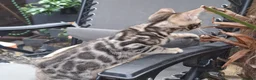 Bengal cats for sale: ❤️ Outstanding TICA Registered Bengal Kittens ❤️ - Advert 14