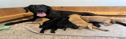 Labrador Retriever dogs for sale: KC Pedigree Labradors for sale  - Advert 24