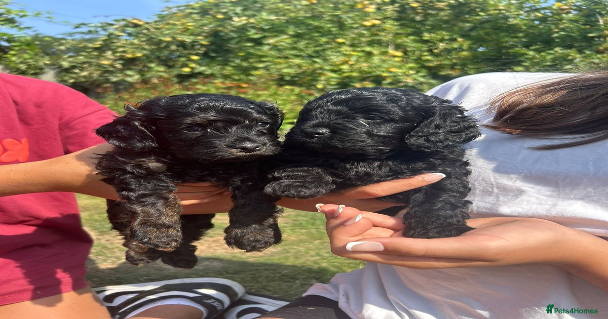 Black (with a bit of tan) F1 Cavapoo Puppies for sale in Castle Cary ...