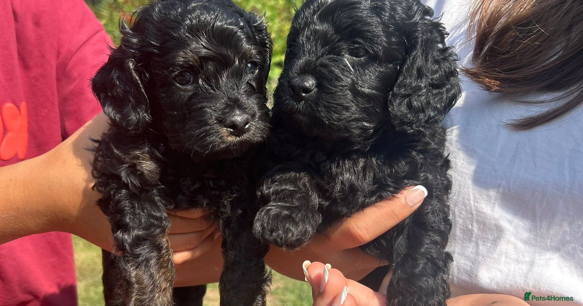 Black (with a bit of tan) F1 Cavapoo Puppies for sale in Castle Cary ...