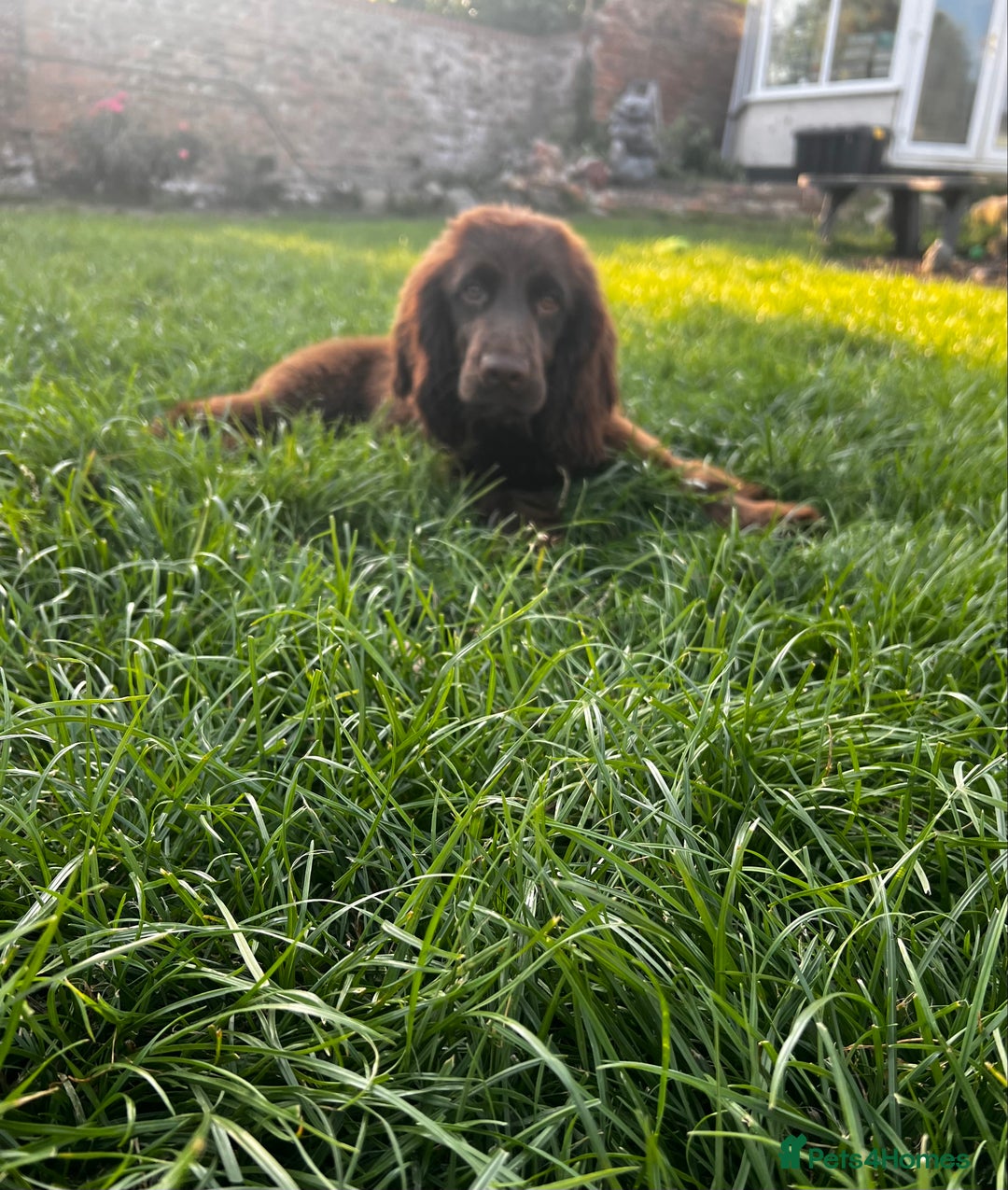 Sprocker dogs for sale: Chocolate Sprocker Spaniels last Girl   in Goole - Image 14