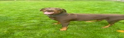 Dobermann dogs for sale: 4 year old doberman looking for forever home - Advert 3