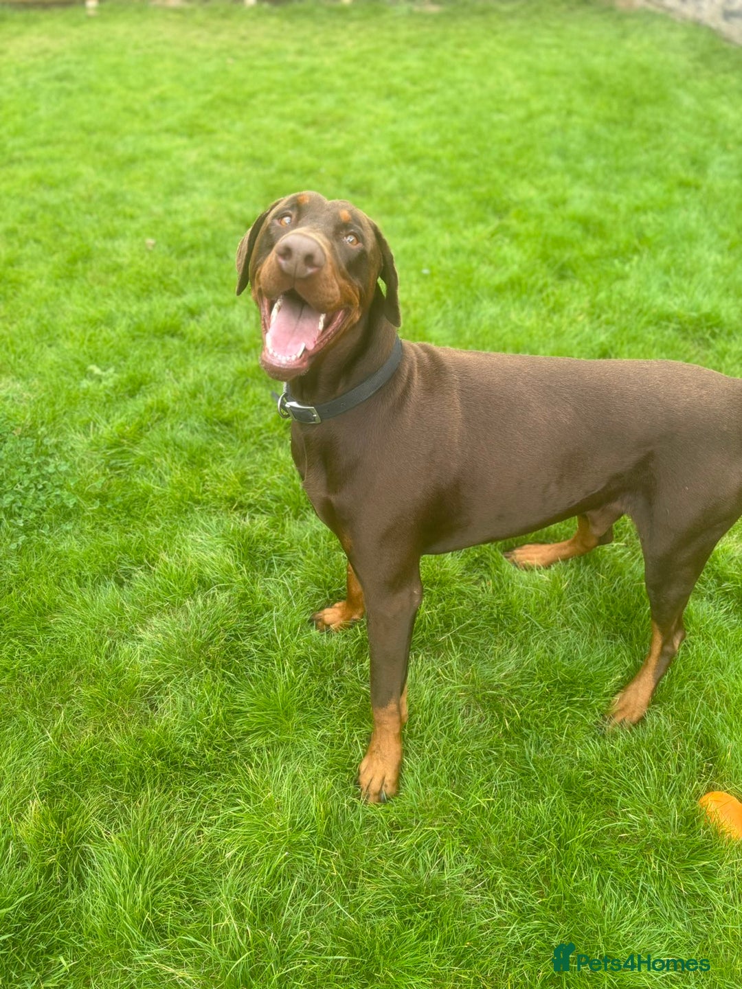 Dobermann dogs for sale: 4 year old doberman looking for forever home - Advert 3