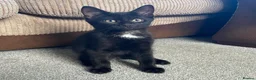 Mixed Breed cats for sale: 2 remaining kittens, looking for forever homes - Advert 14