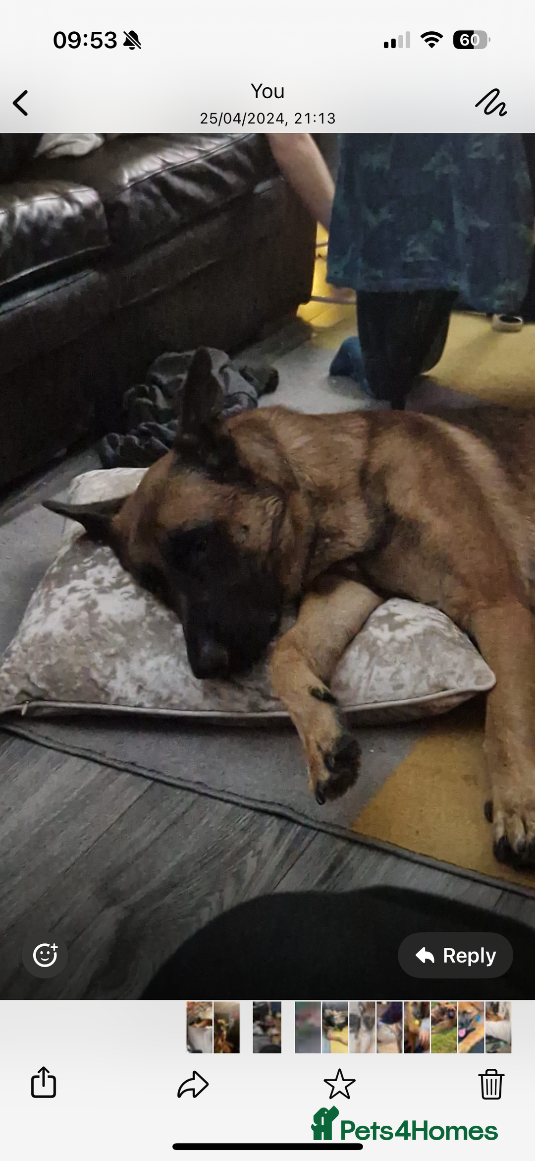 Mixed Breed dogs for sale: 4 yr old German shepherd  - Image 2