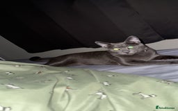 Mixed Breed cats for sale: Russian blue mix for rehome - Image 6